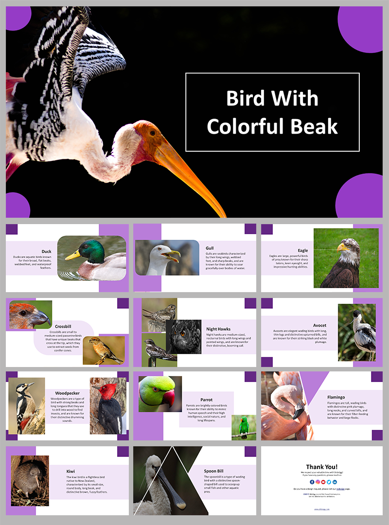 Bird With Colorful Beak PPT and Google Slides Templates