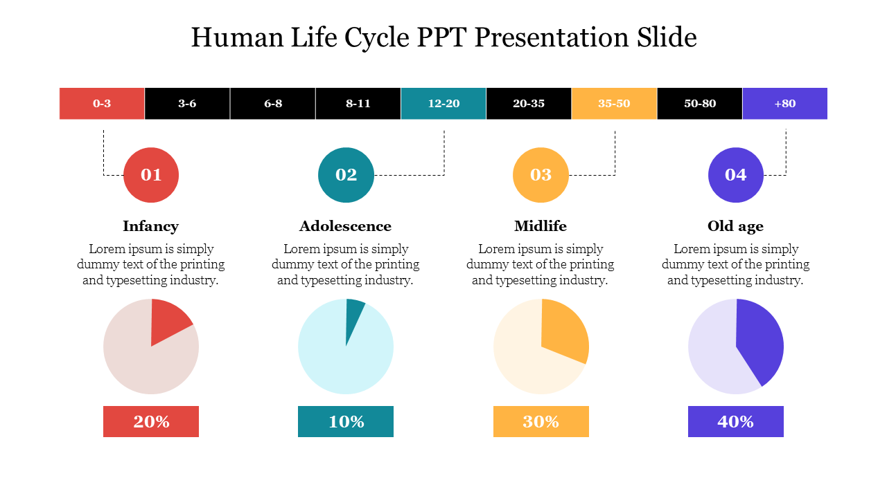 Human life cycle slide shows four stages with age ranges and pie chart percentages with placeholder text.