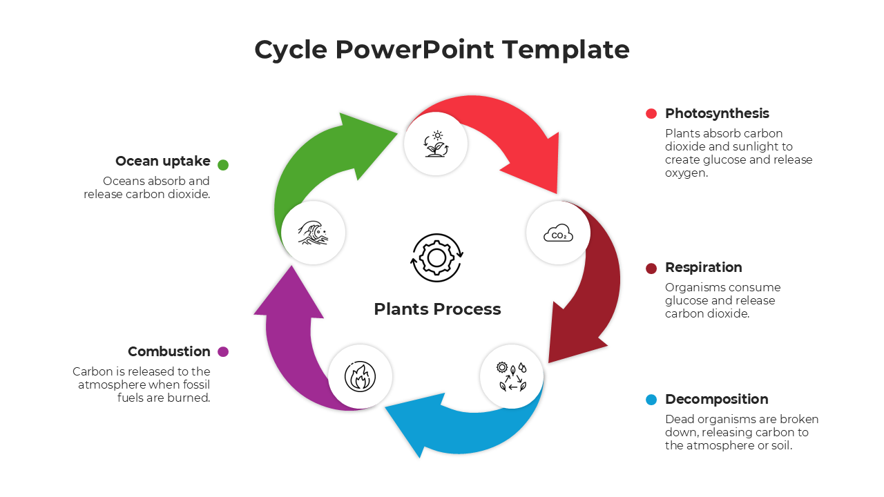 A plant process cycle diagram with colored arrows connected to text, showing steps each explained with short descriptions.