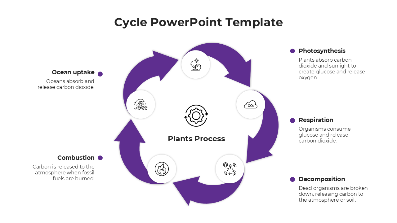 PPT slide showing a purple circular cycle of plant processes with ocean uptake, photosynthesis, respiration, and more.