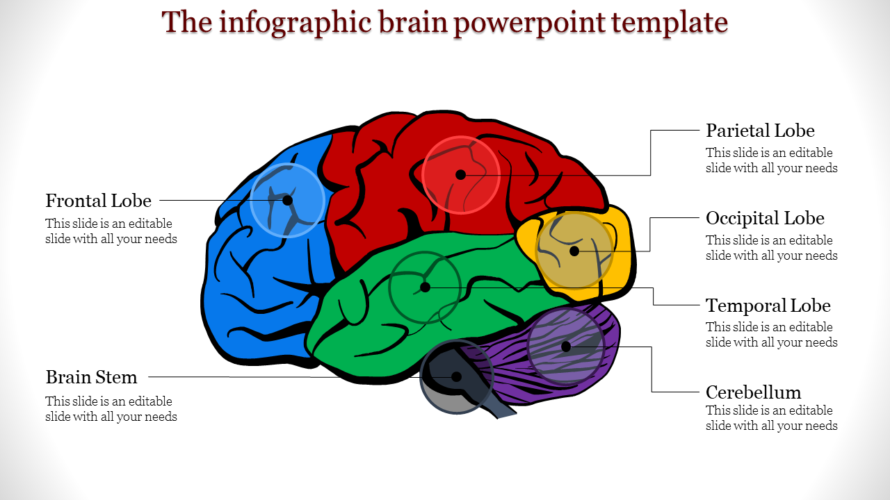 Infographic brain slide with colorful labeled sections with placeholder text for each.