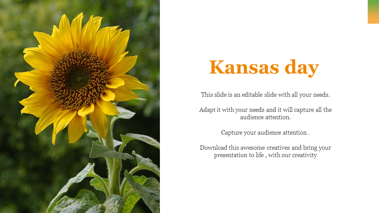 Kansas day slide showcasing a vibrant sunflower on the left, text on white to the right.