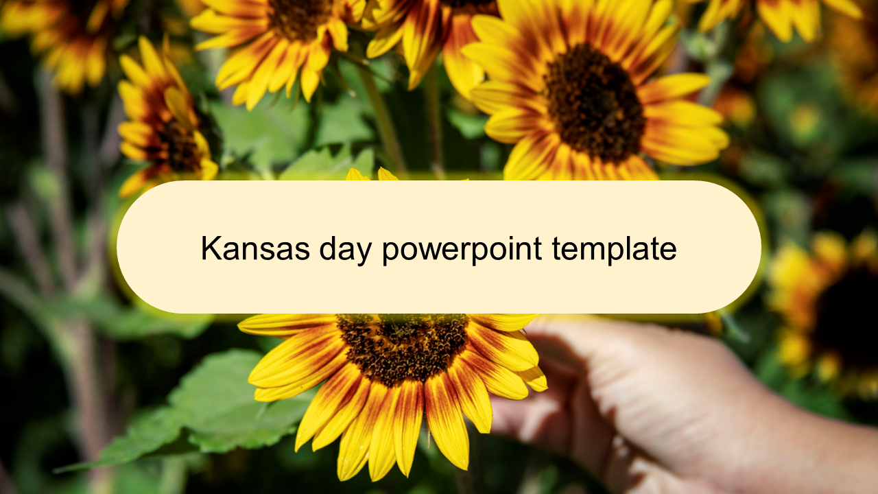 Kansas day slide featuring bright sunflowers with a hand gently holding one in the foreground.