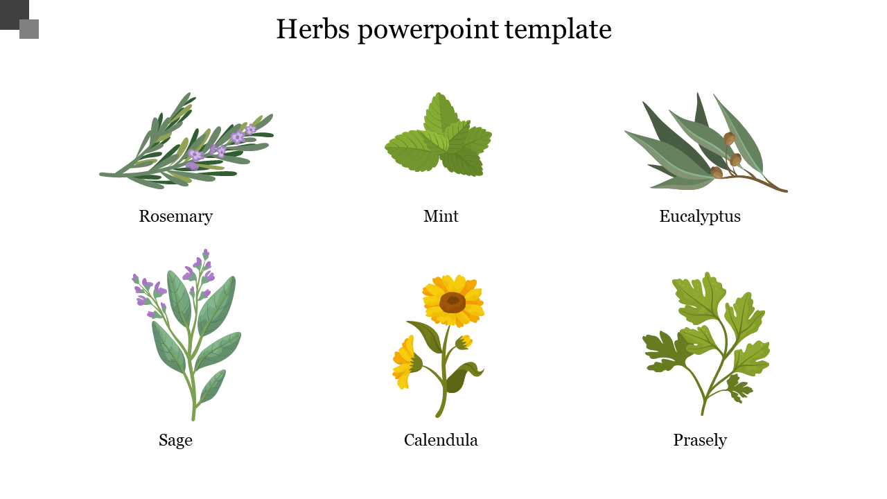 Six distinct herbs illustrated with names underneath, including rosemary, mint, eucalyptus, sage, calendula, and parsley.