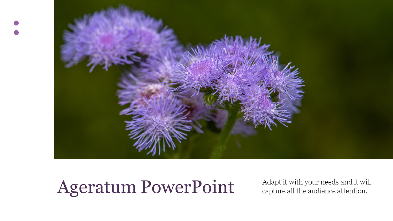 Slide with a detailed photo of purple ageratum flowers against a green background, and title with text on white space below.