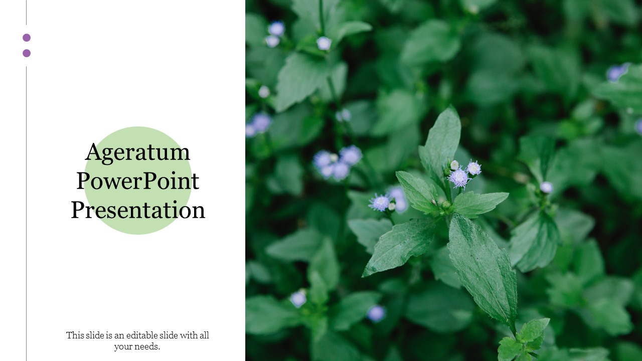 Slide featuring ageratum plants with small purple flowers on the right, and title text on the left white background.