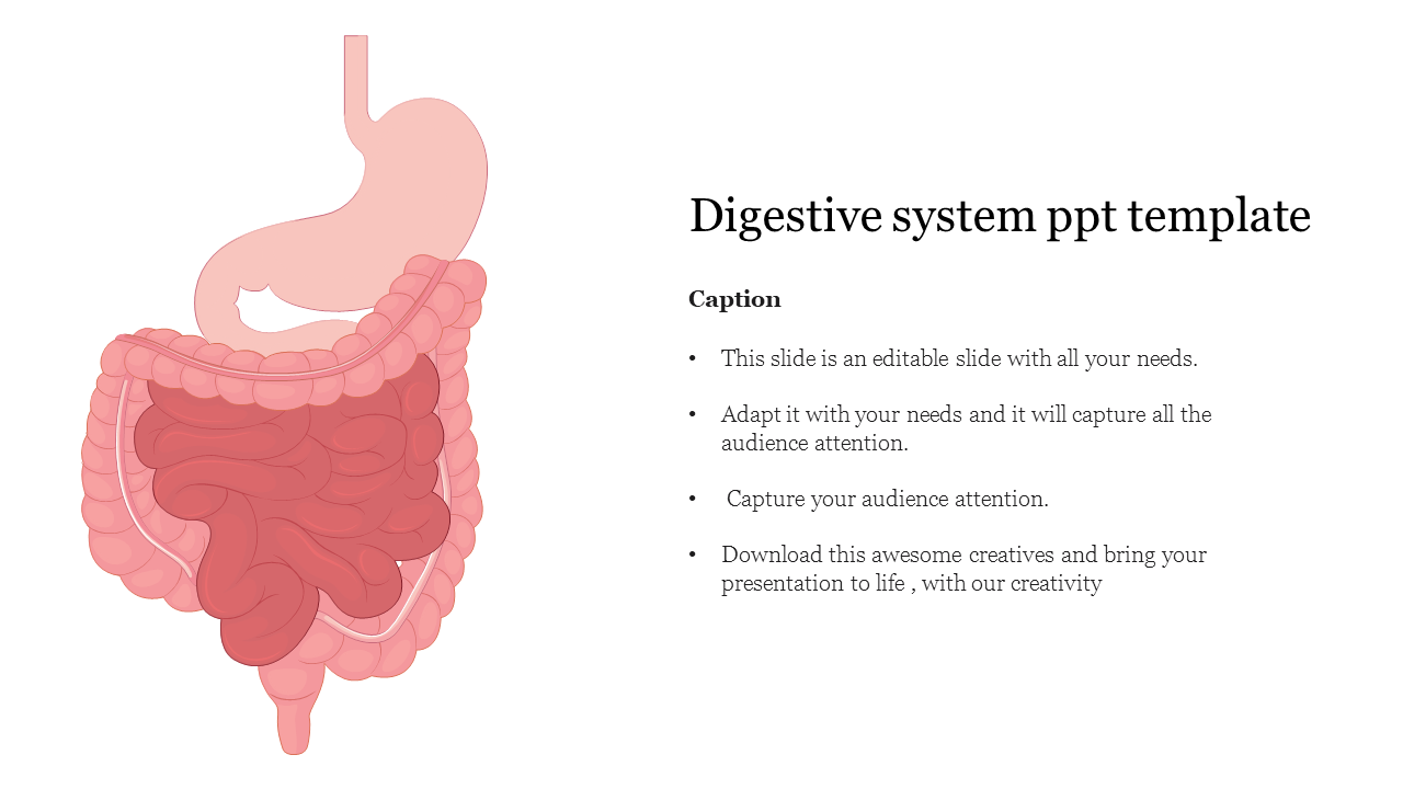 Illustration of the digestive system with the stomach and intestines, alongside text placeholders.