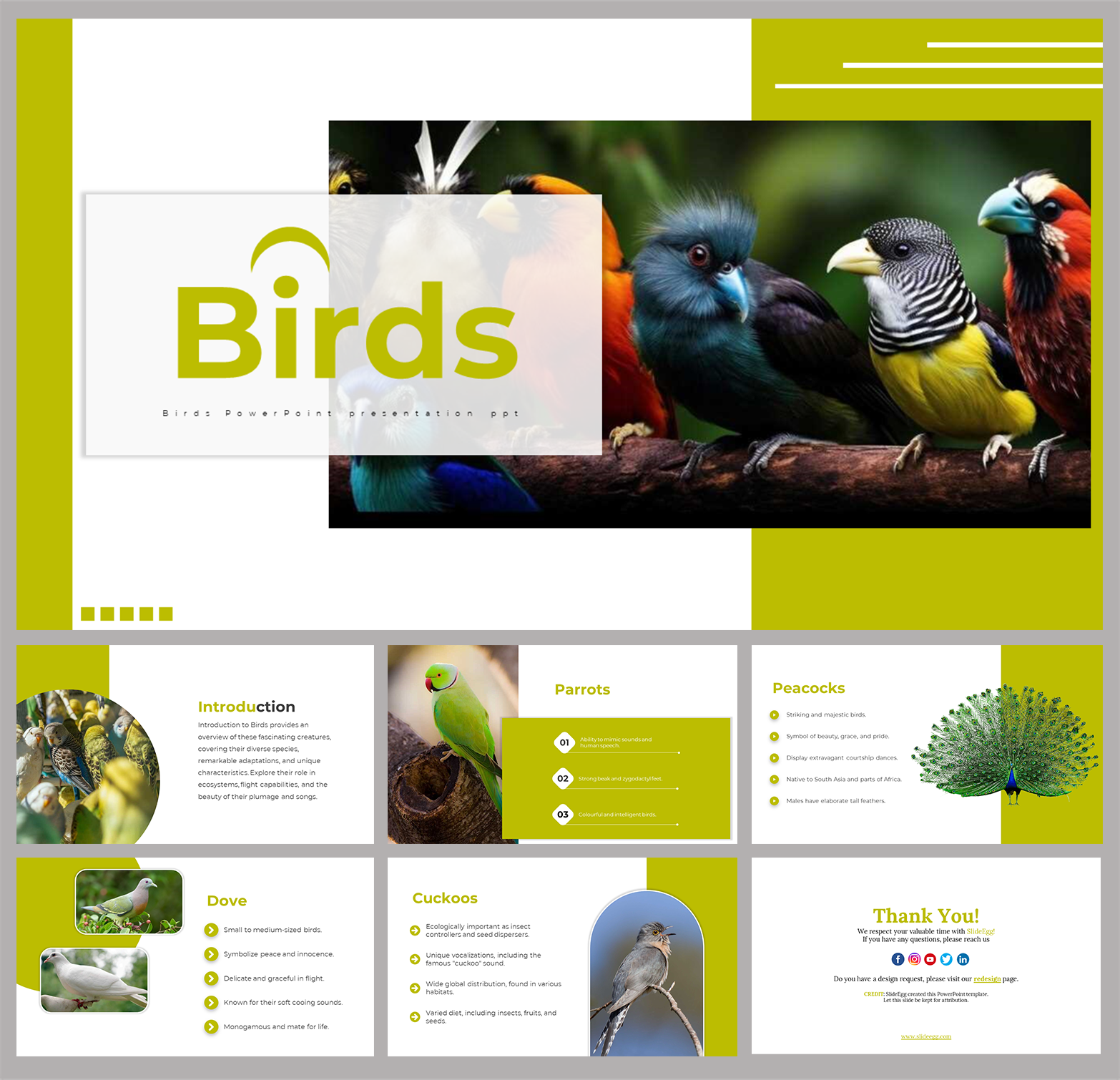 Birds PPT Presentation And Google Slides Templates