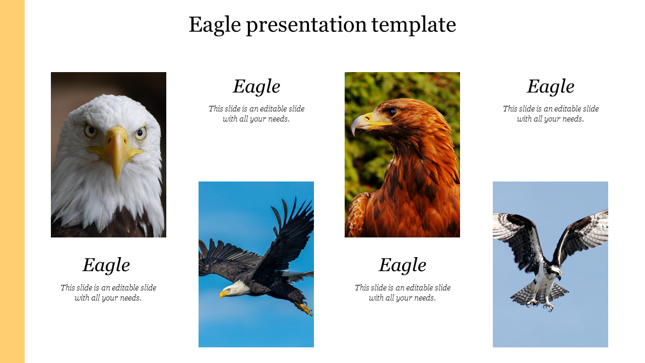 Eagle PPT slide featuring images of different eagle species with text sections beneath each photo.