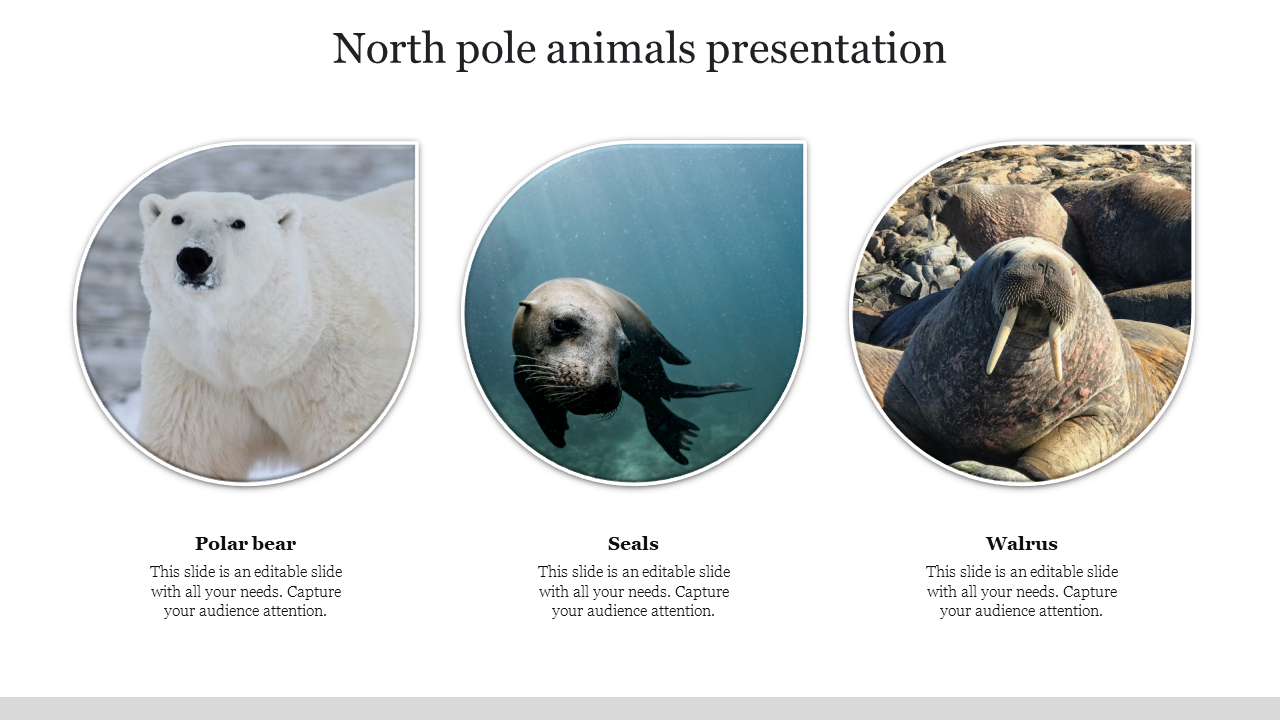 Presentation slide featuring North Pole animals a polar bear, a seal, and a walrus with descriptions beneath each image.