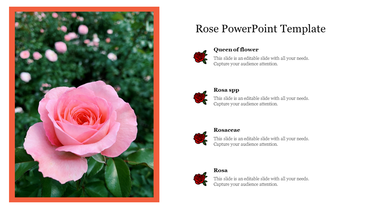 Rose themed slide featuring a large pink rose photo on the left, with text descriptions and rose icons on the right.