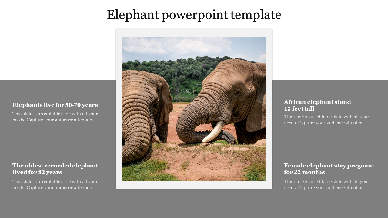 Slide featuring two elephants, with facts about their lifespan, height, and gestation displayed in text boxes.