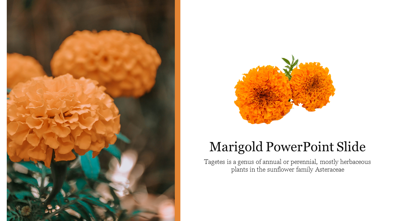 Slide featuring vibrant images of marigold flowers with a description of the tagetes genus.