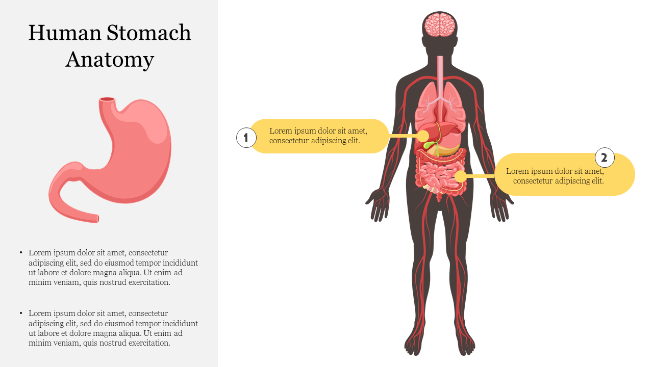 Illustration of the human digestive system with emphasis on the stomach, showing two numbered labels on the stomach area.