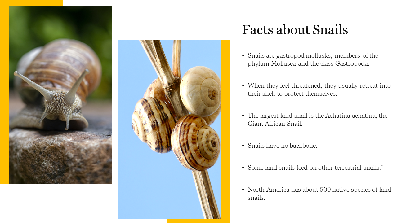 Two snail images with yellow accent borders, and a list of facts in bullet points on a white background.