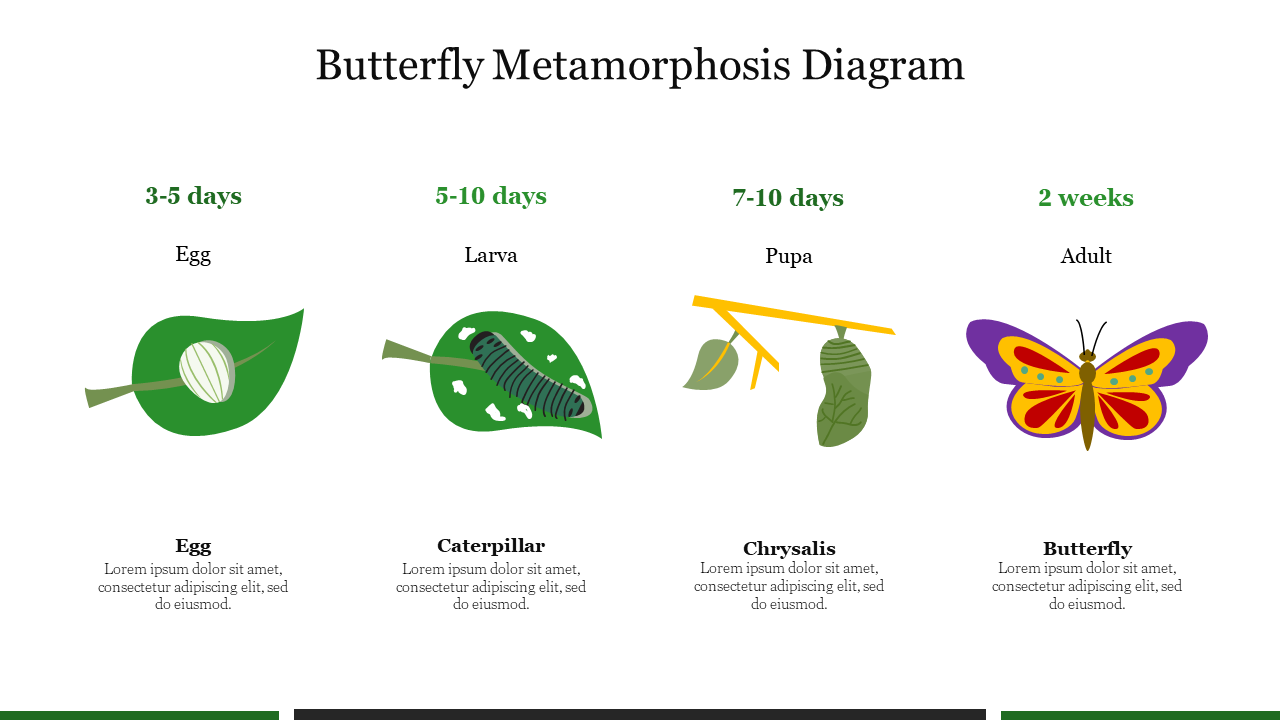 Butterfly life cycle with stages in egg on a leaf, caterpillar, chrysalis on a branch, and vibrant adult, with time duration.