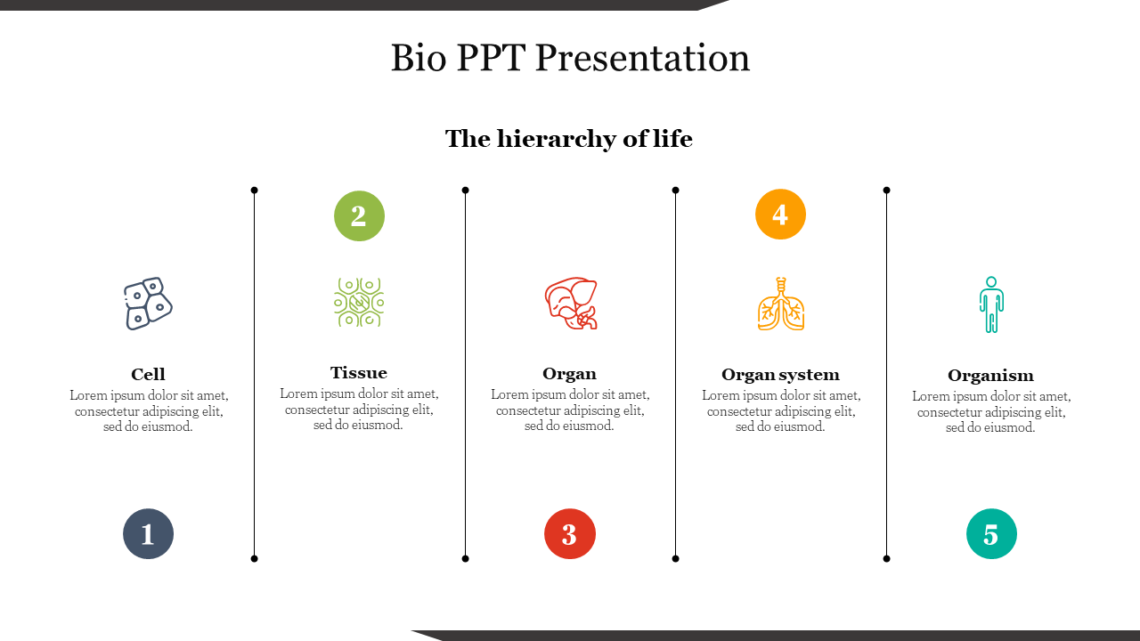 Five-step diagram displaying the biological hierarchy from cell to organism, each with a representative icon and text.