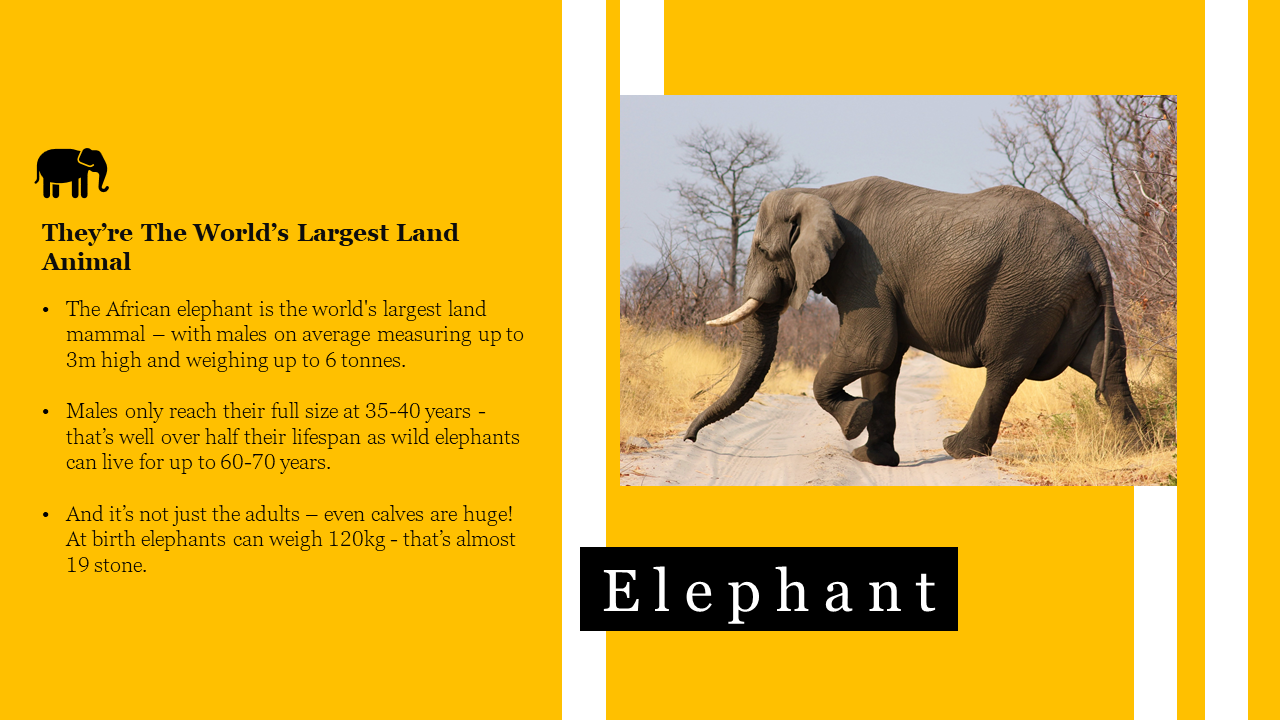 An informative slide featuring an african elephant, highlighting its size as the largest land mammal on a yellow backdrop.