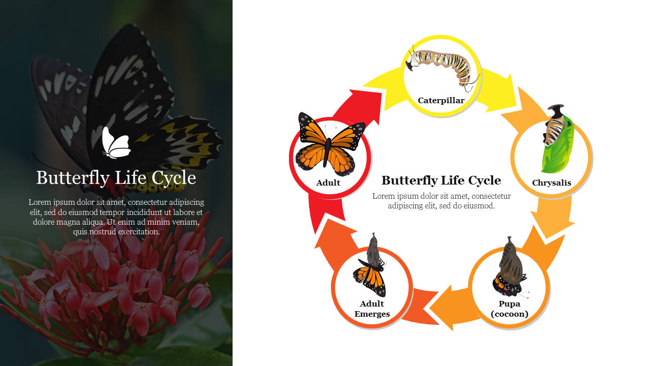 Illustration of the butterfly life cycle showing stages from caterpillar, to adult butterfly on a floral background.