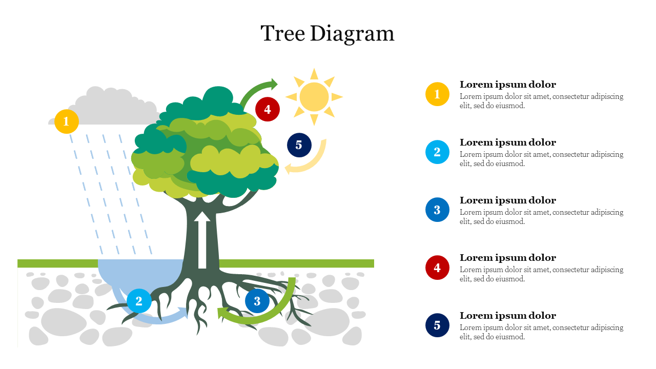 Colorful tree diagram with five numbered steps, showing water, soil, sun, and rain interacting with tree roots and branches.