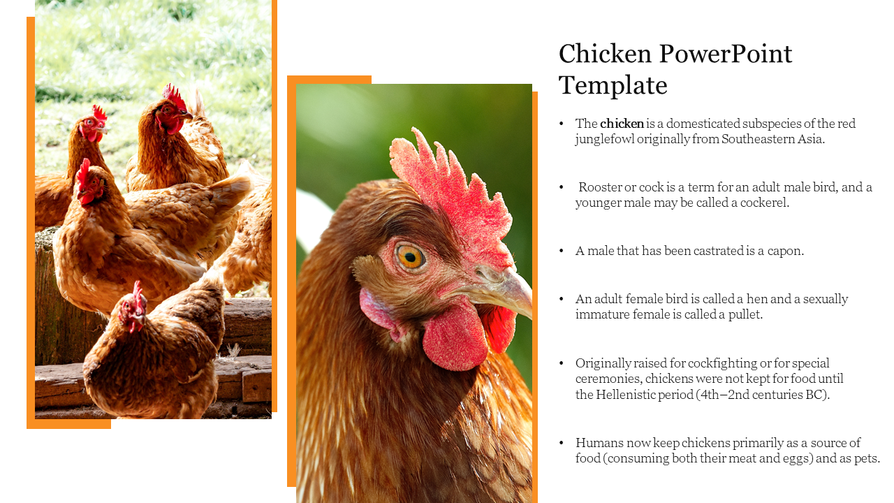 Two images of chickens in vertical orange frame, and text on the right, set against a white background.