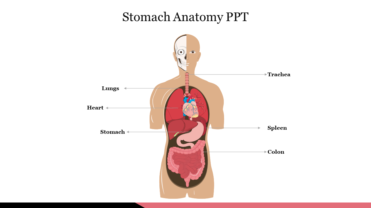 Anatomical diagram of a human body with internal organs labeled, focusing on the lungs, heart, stomach, spleen, and colon.