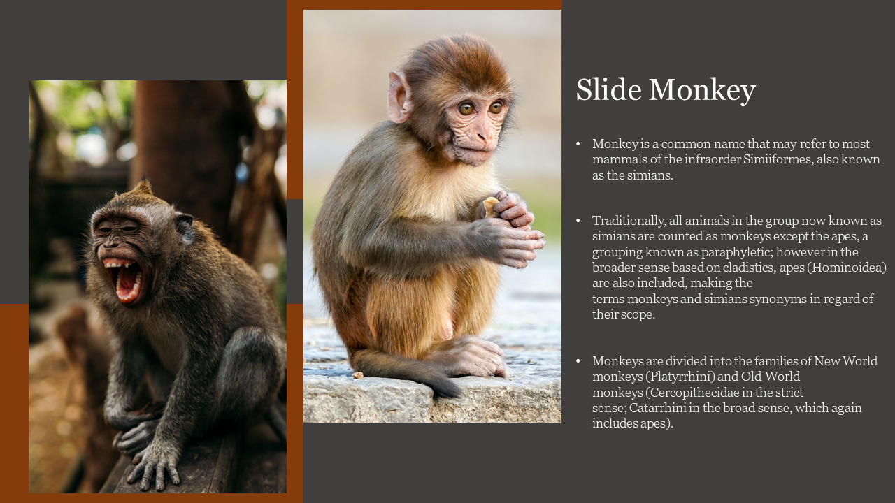 Two monkeys side by side, one yawning and another sitting with folded arms, on a brown and grey background.