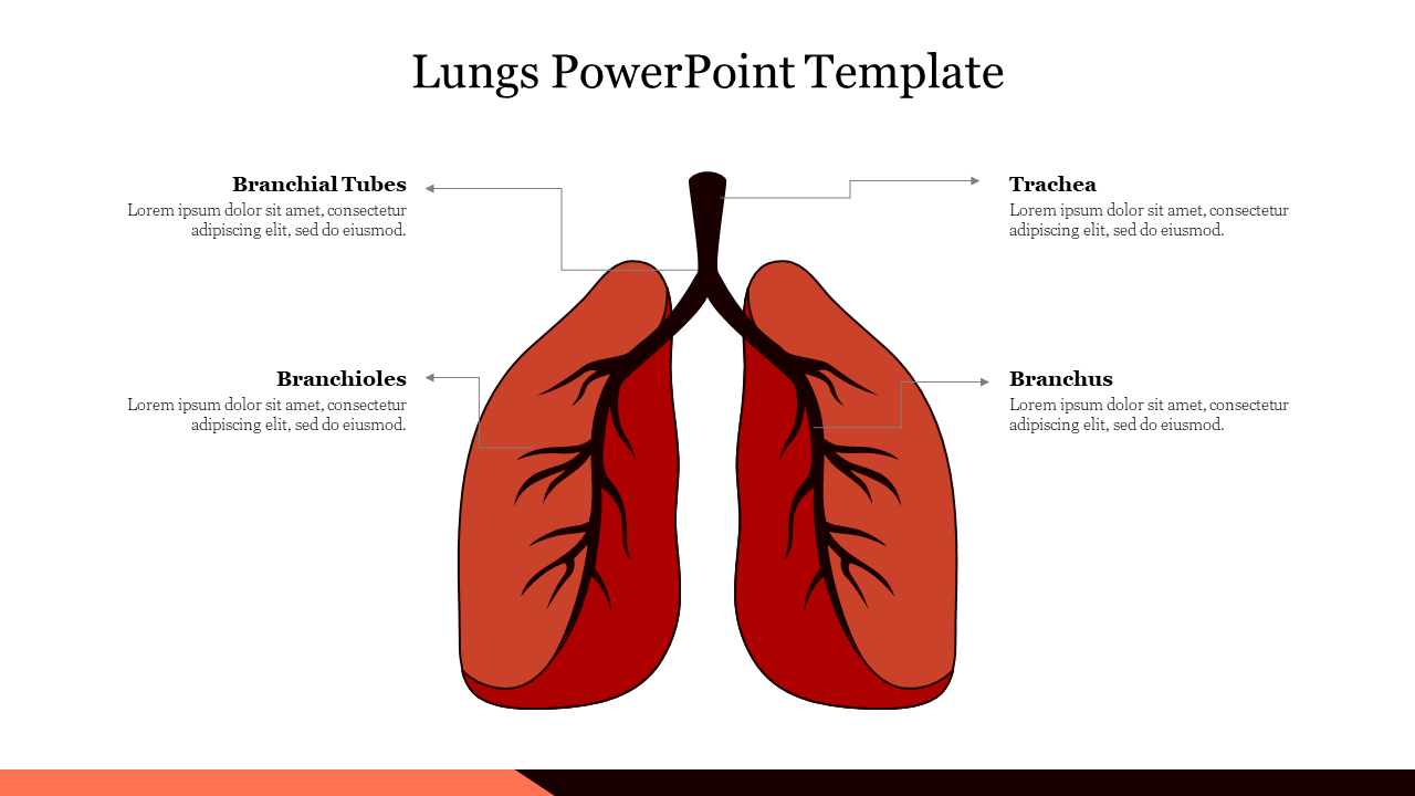 Diagram of human lungs with labeled parts along with caption areas set against a clean white background.