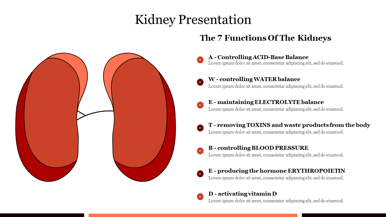 Illustration of two kidneys in red with a list of seven functions in text bullets on the right.