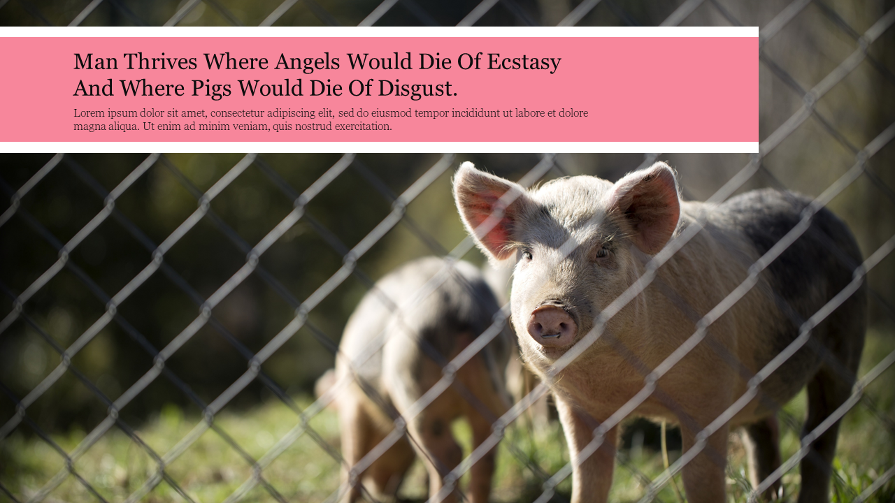 Slide featuring a pig in a fenced area with a pink text box at the top, displaying a thought provoking quote.