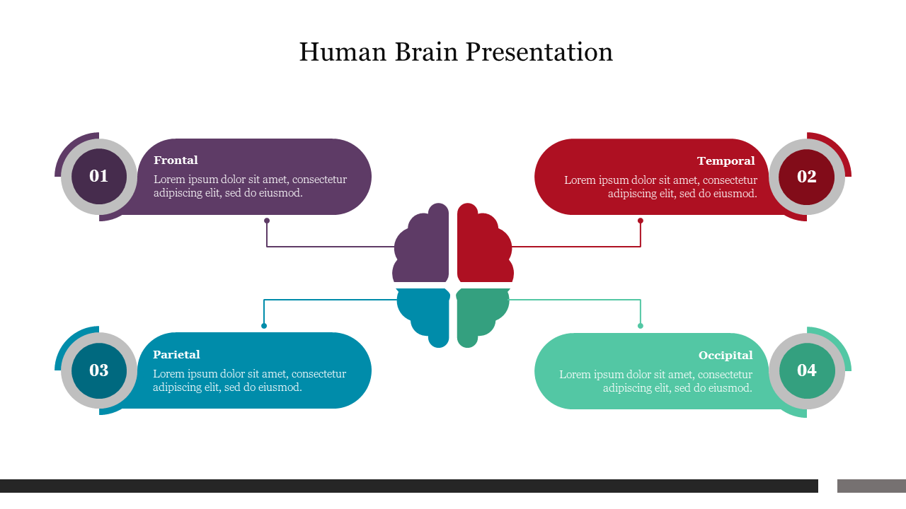 Brain illustration segmented into four color-coded areas with descriptions from frontal, to occipital regions.