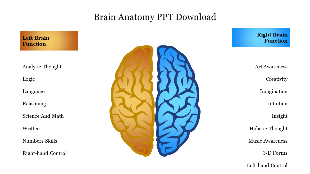 Brain anatomy slide illustrating the differences between left and right brain functions.