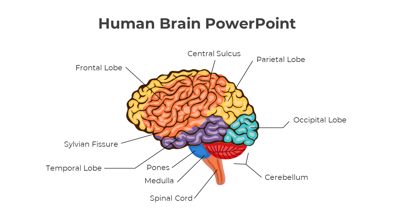 Colorful diagram of the human brain slide with labels for various parts.