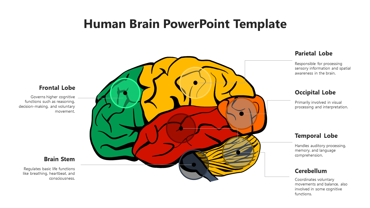 Diagram of the human brain showing six color-coded regions with labels for each lobe and their functions.