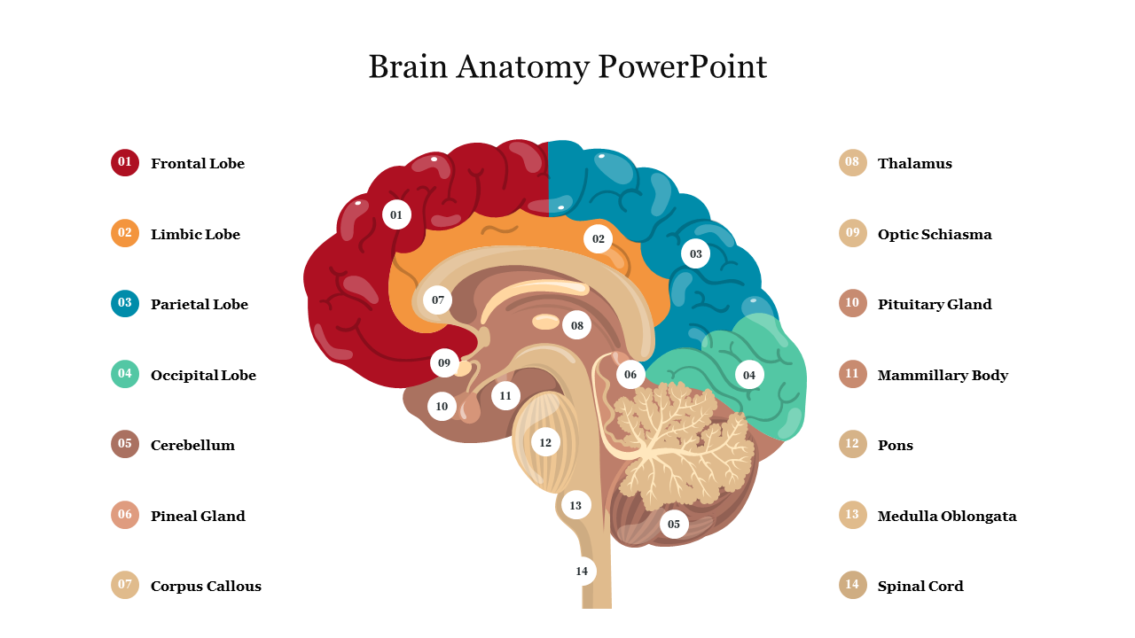 Brain anatomy diagram with colorful sections for different regions, and numbered labels showing various parts.