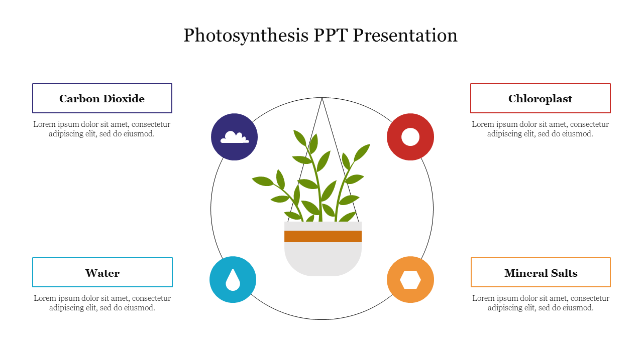 Central plant image with four surrounding icons representing photosynthesis inputs from  water to mineral salts.