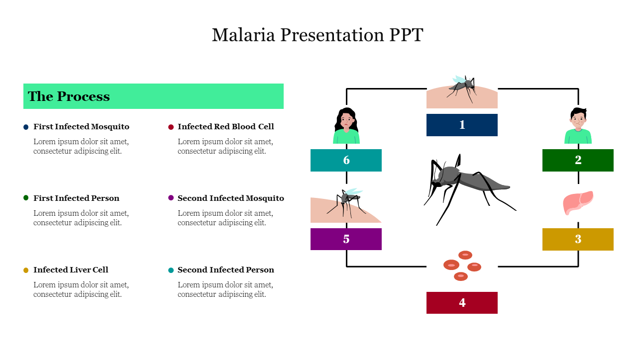 Infographic depicting the malaria infection cycle, including stages involving mosquitoes, red blood cells, and liver cells.