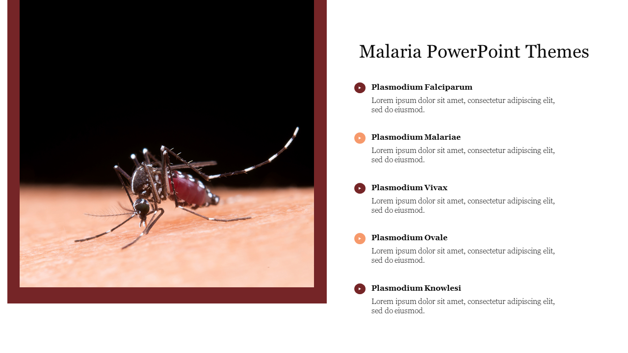 A mosquito feeding on skin, with a list of different Plasmodium species related to malaria in the PowerPoint slide.