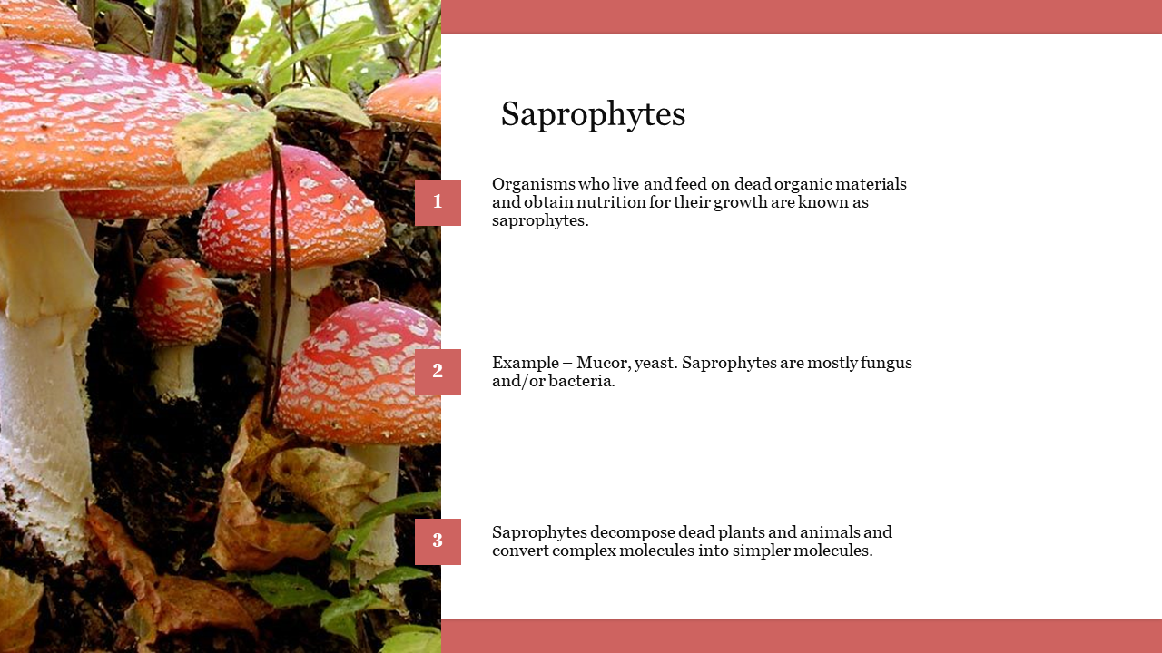 Amazing Saprophytes PowerPoint Template Presentation 