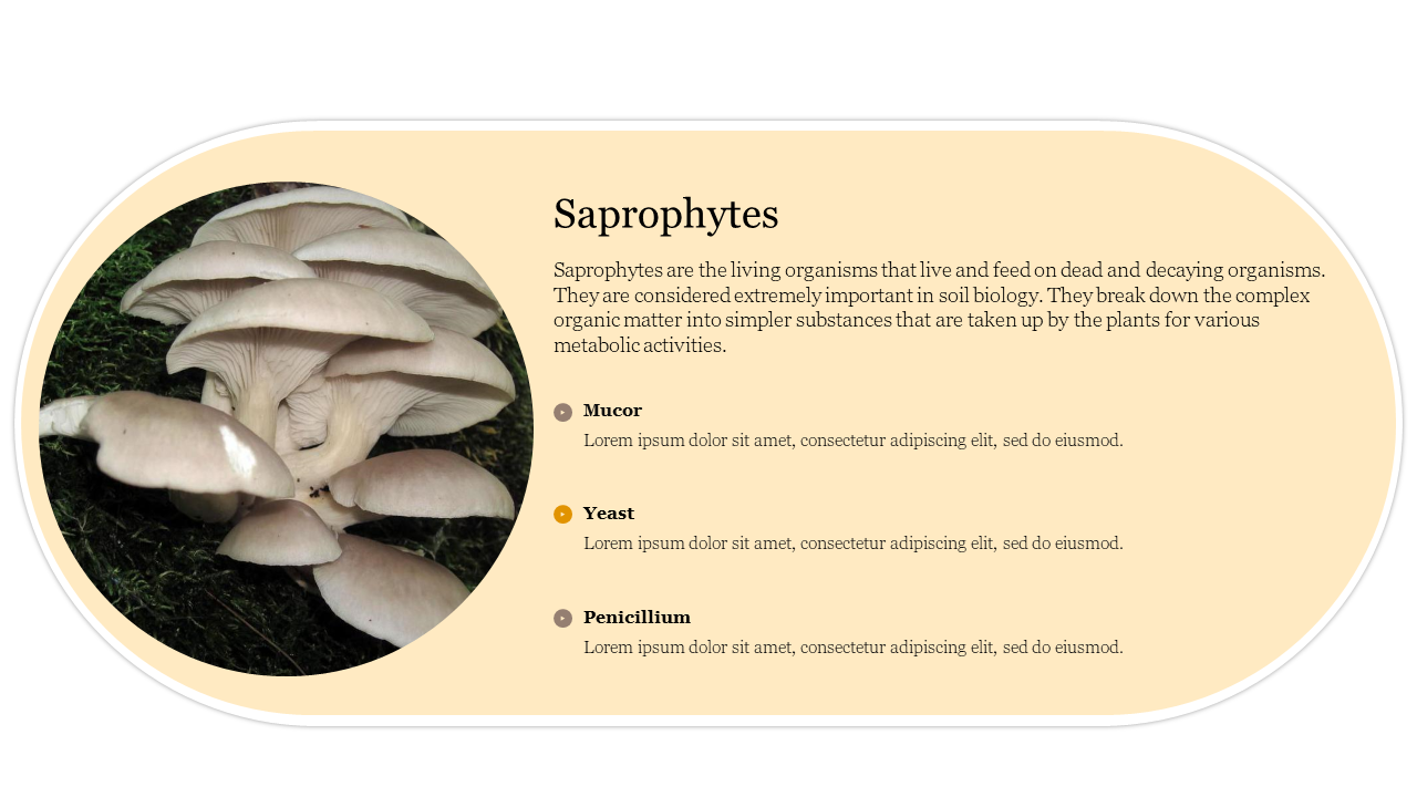 Slide about saprophytes with an image of mushrooms and details on Mucor, Yeast, and Penicillium.