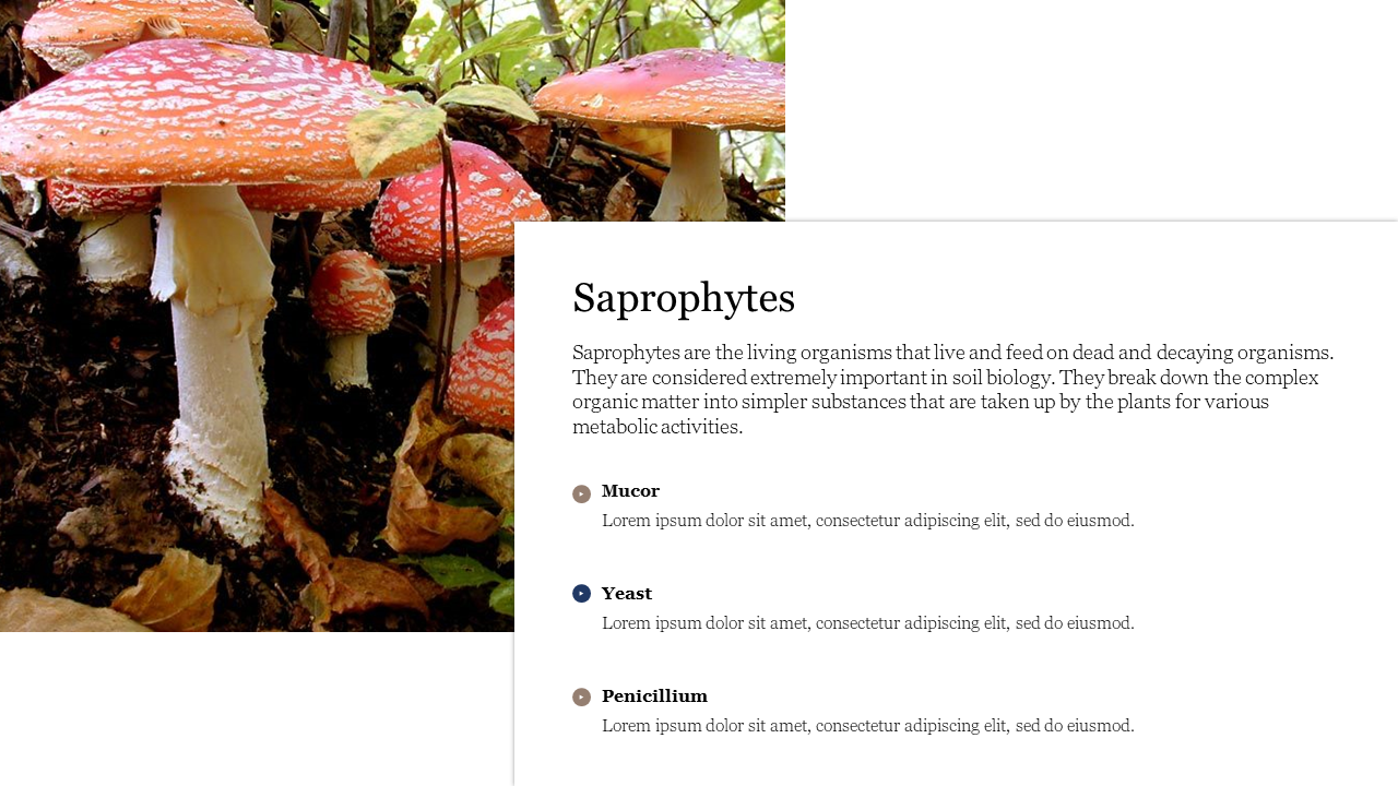 Informative Saprophytes PowerPoint Template Presentation 