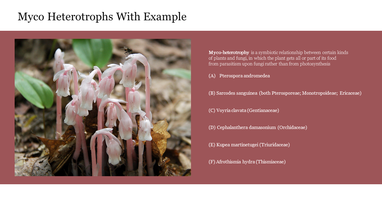 Slide showcasing myco-heterotrophy with a list of plant examples and an image of parasitic plants growing in a forest.