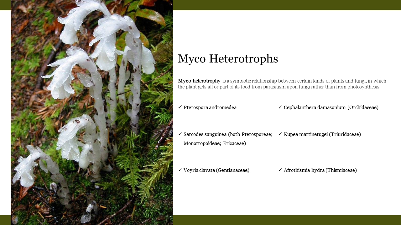 Mycoheterotrophic plants growing in a forest, with a list of plant species that rely on fungal symbiosis for nutrients.