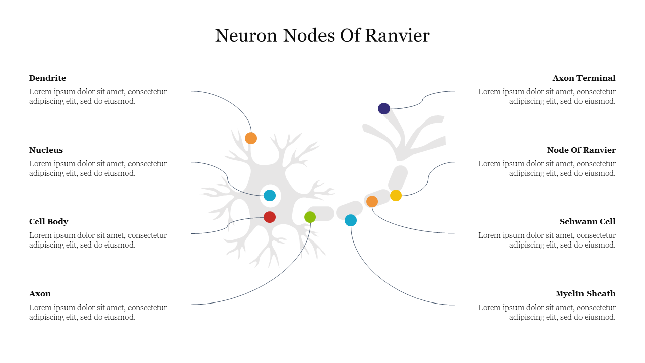 Neuron anatomy diagram PPT slide with labeled sections such as Axon, Node of Ranvier, Schwann Cell, and Myelin Sheath.