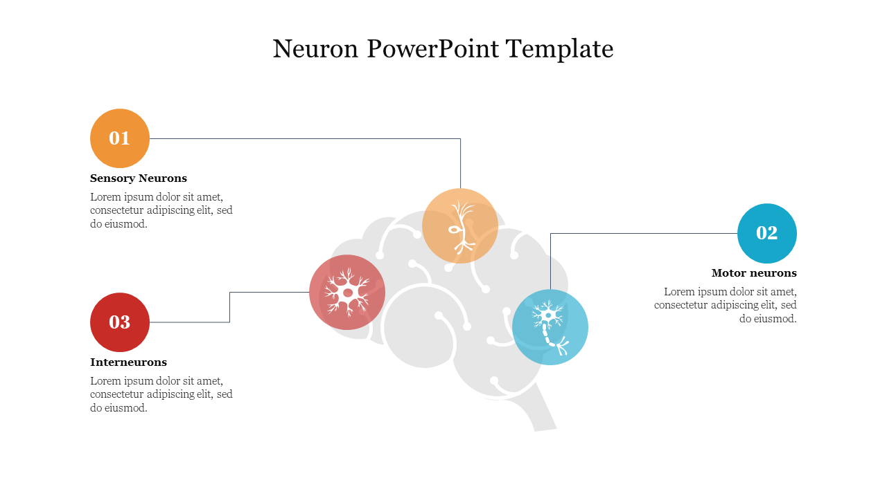 Slide featuring a light gray brain silhouette with three neuron icons in orange, red, and blue, each linked to a text.