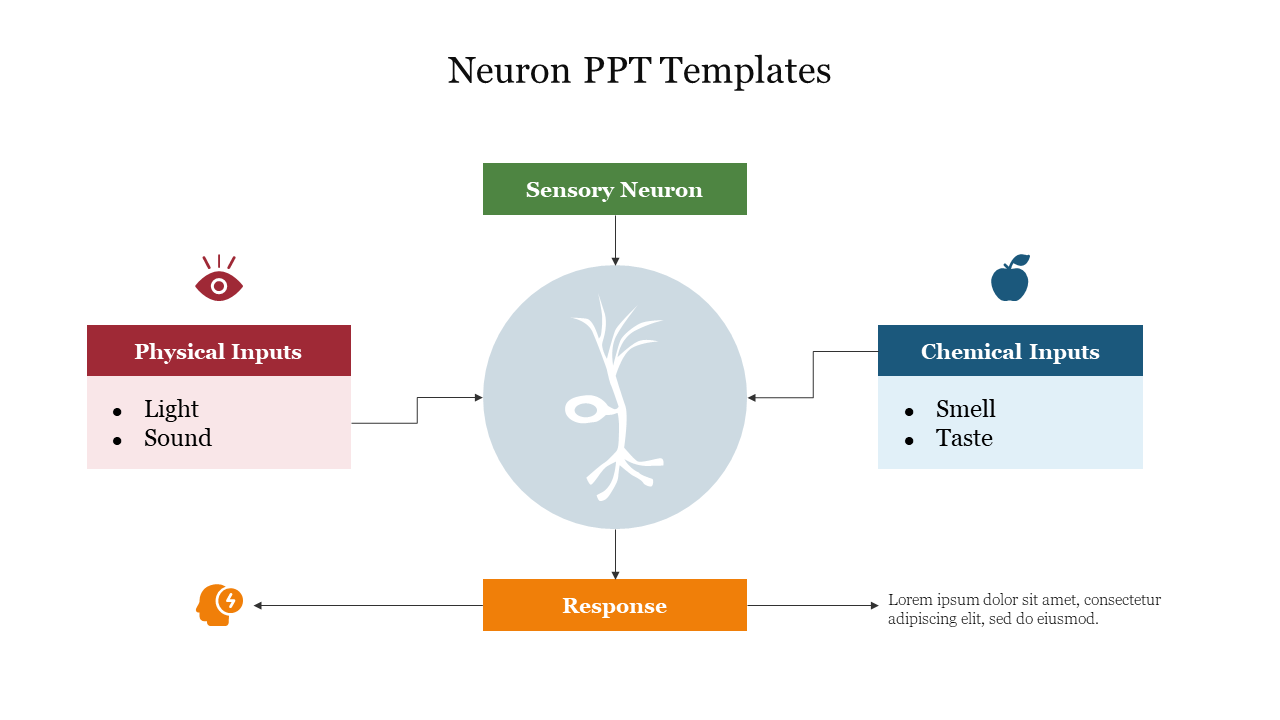 Visual template for a neuron presentation, illustrating the flow from physical and chemical inputs to a sensory response.