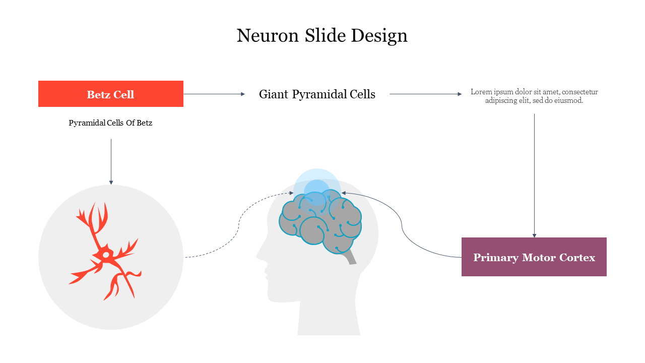 Neuron-themed slide showcasing Betz cells and their connection to the primary motor cortex through giant pyramidal cells.