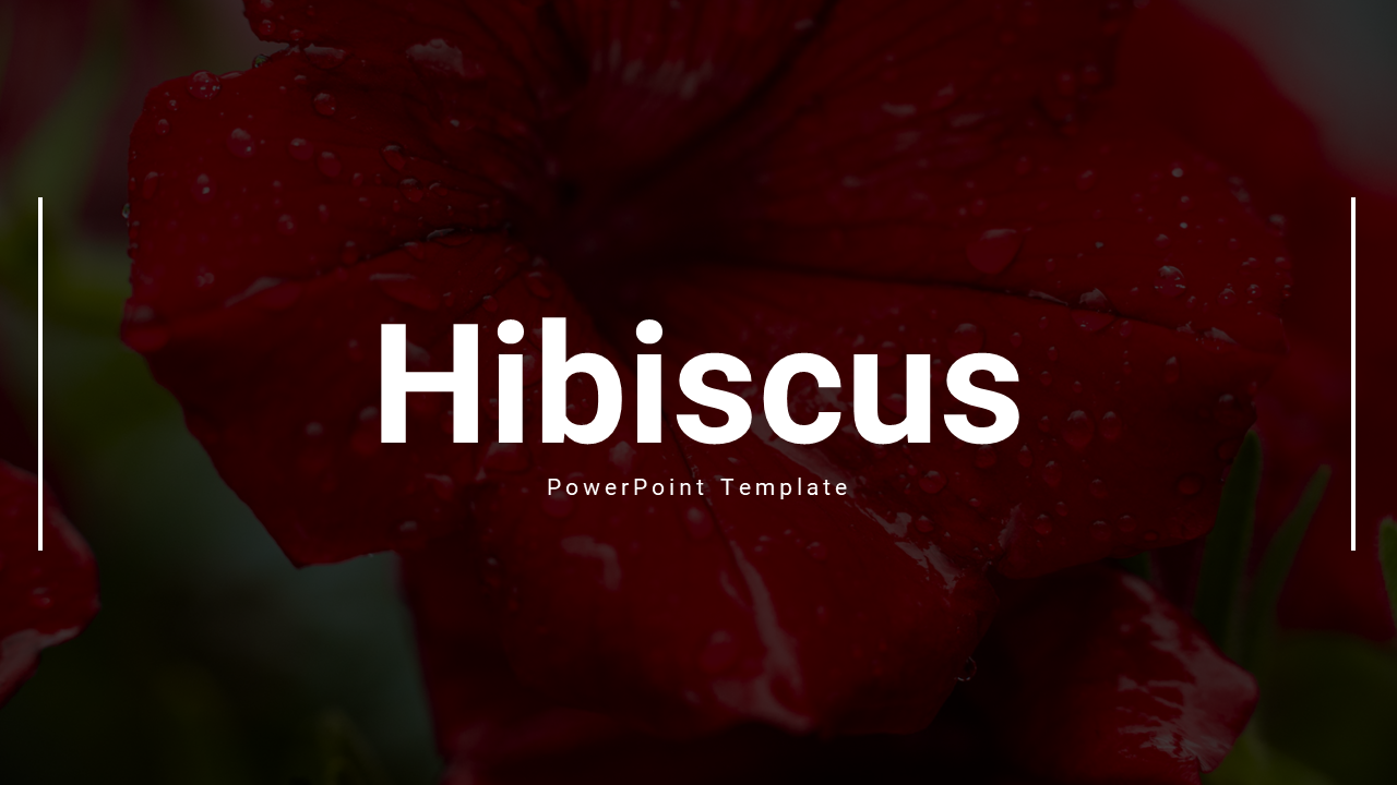 Hibiscus themed slides featuring sections on flower characteristics, medicinal uses, and culinary applications with images.