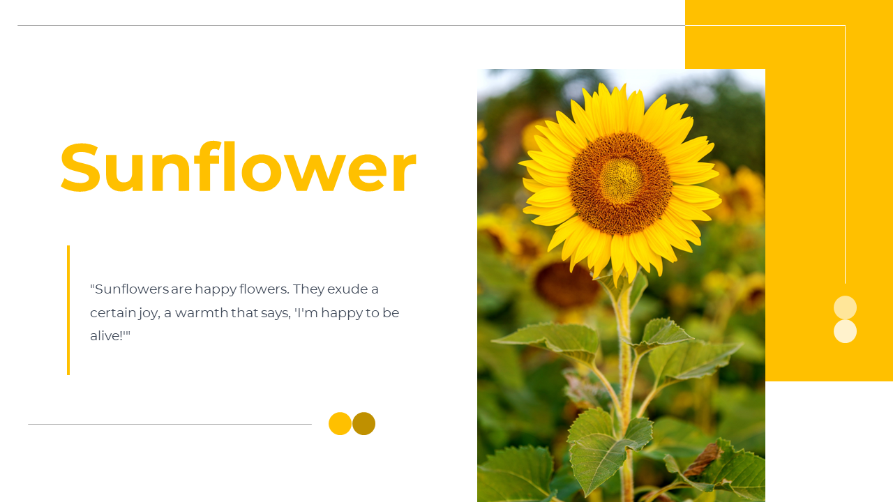 Slide deck featuring a sunflower image and content on its growth, practical uses, symbolism, and agricultural importance.