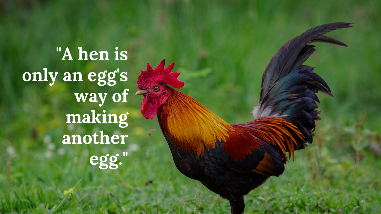 Chicken themed background slides featuring a rooster with a motivational quote about wisdom and patience.